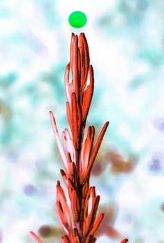 N 123C